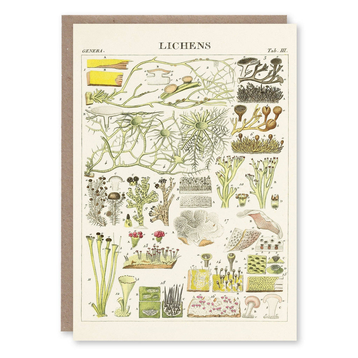 Lichens