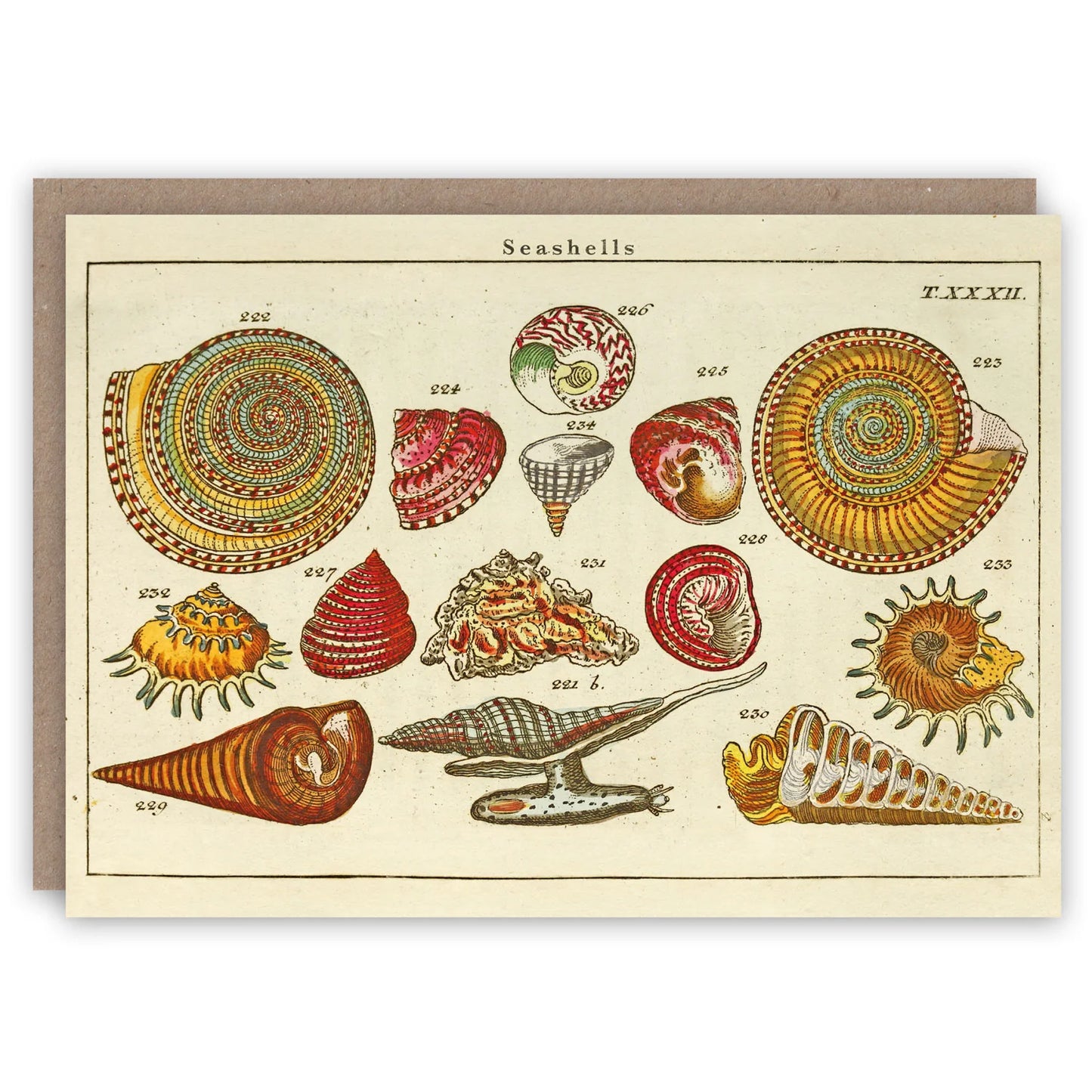 Seashells Card