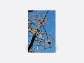 Rubber Leaves - Peach Banquet  Rubber Leaves: Limited Edition (Kit Records)