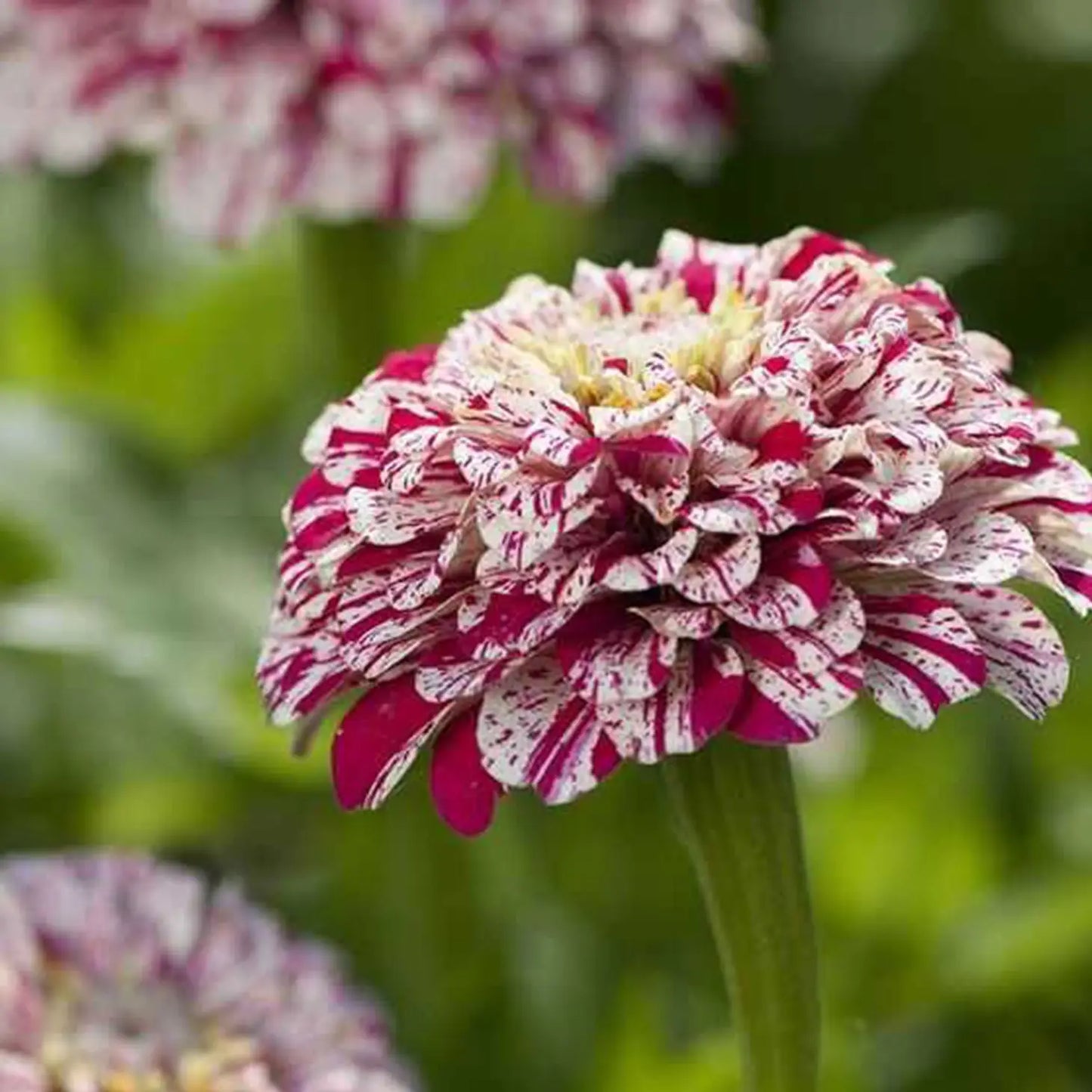 Zinnia 'pop Art White and Red' Seeds