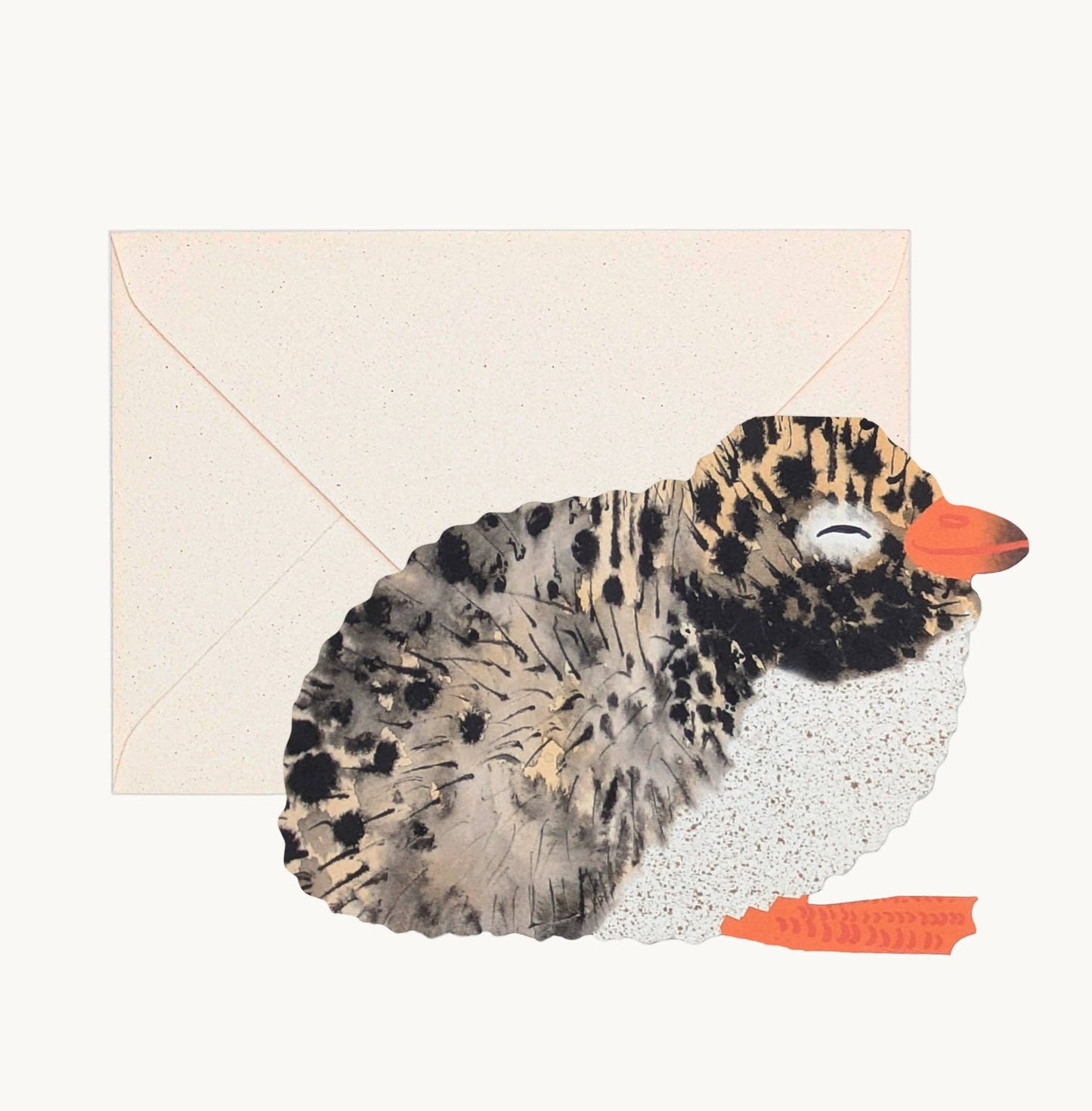 Arctic Tern Chick
