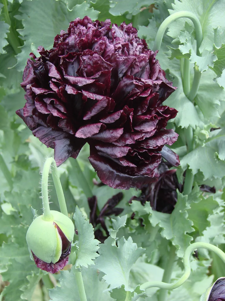 Poppy 'Black Peony' Seeds