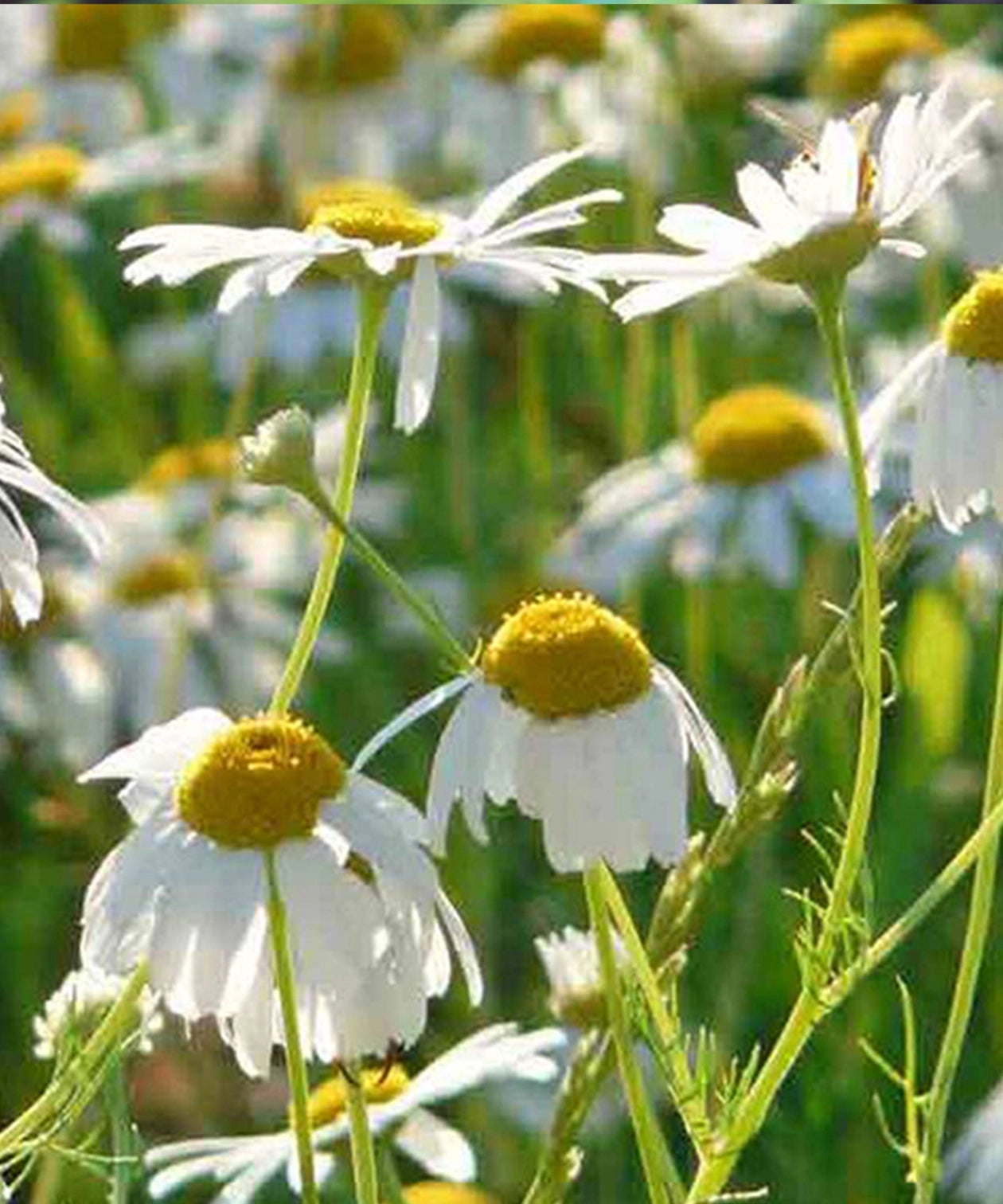 Roman Chamomile Seeds