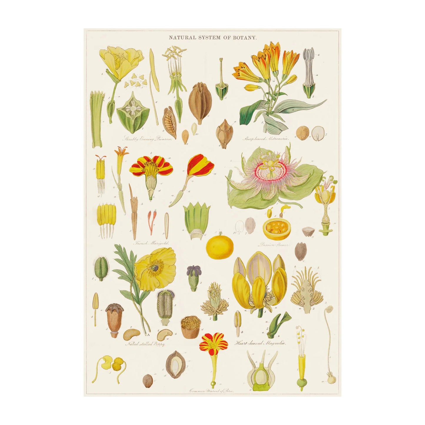 Botany - Poster Wrap