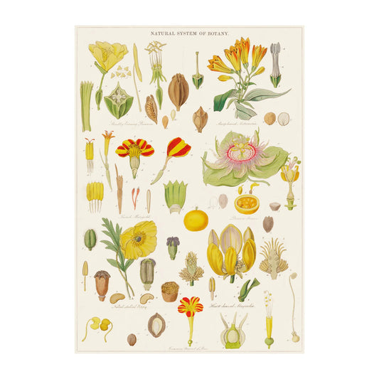 Botany - Poster Wrap
