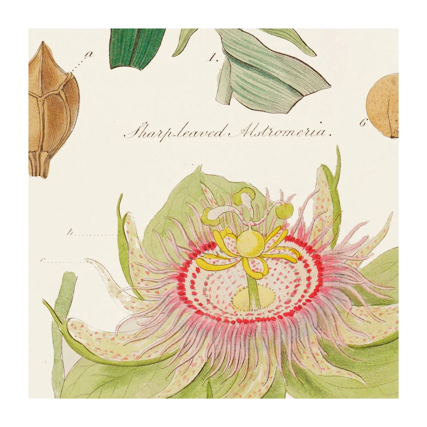 Botany - Poster Wrap