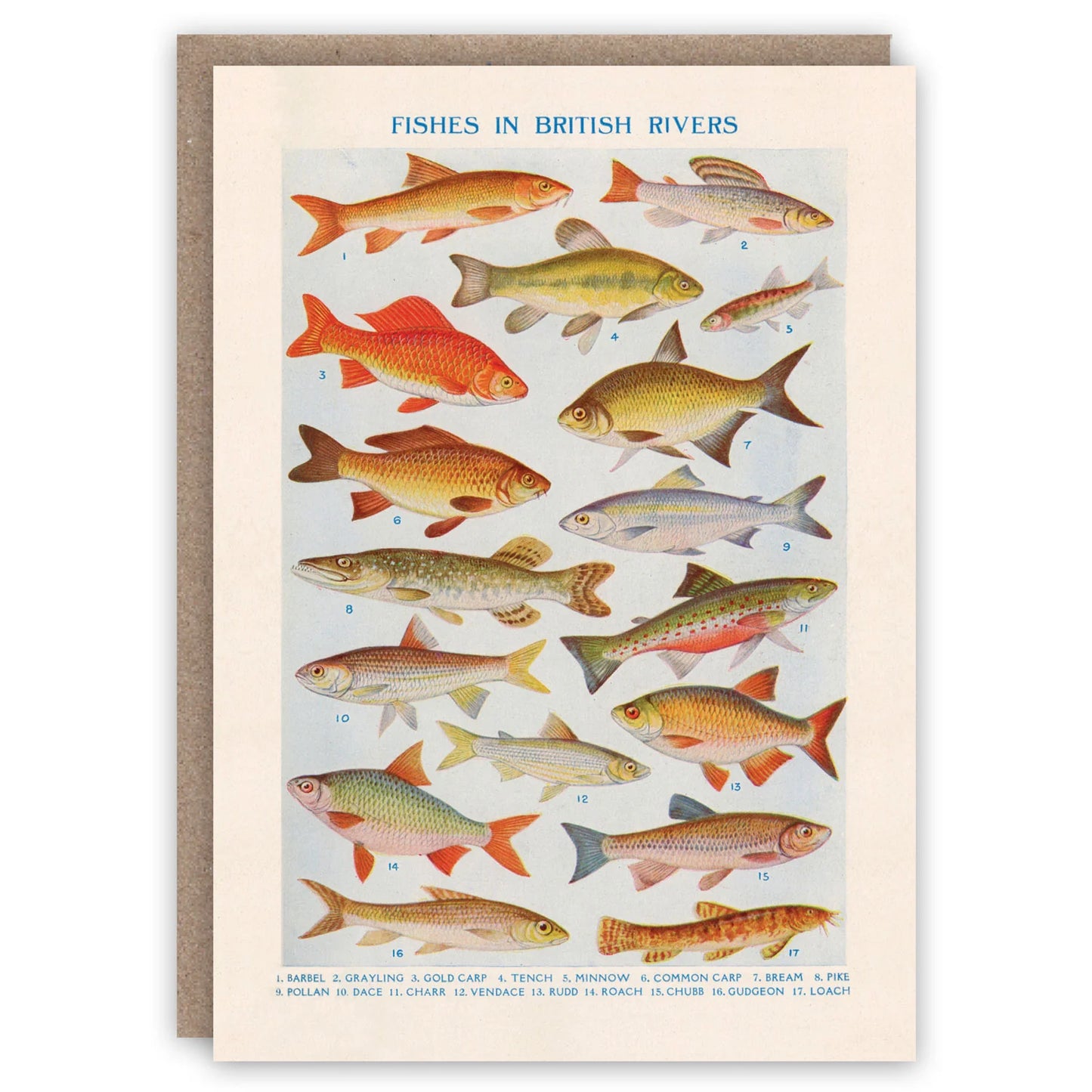Fishes In British Rivers