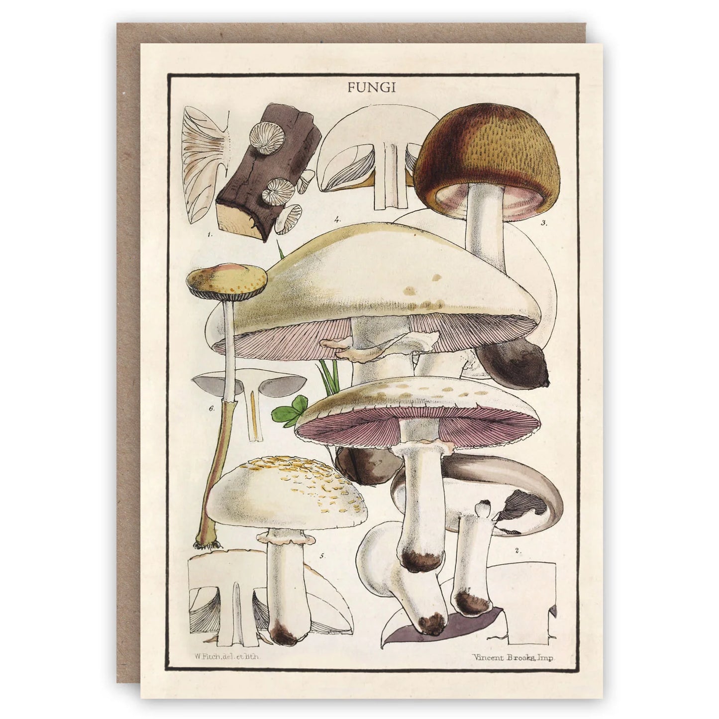 Fungi Card