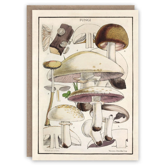 Fungi Card