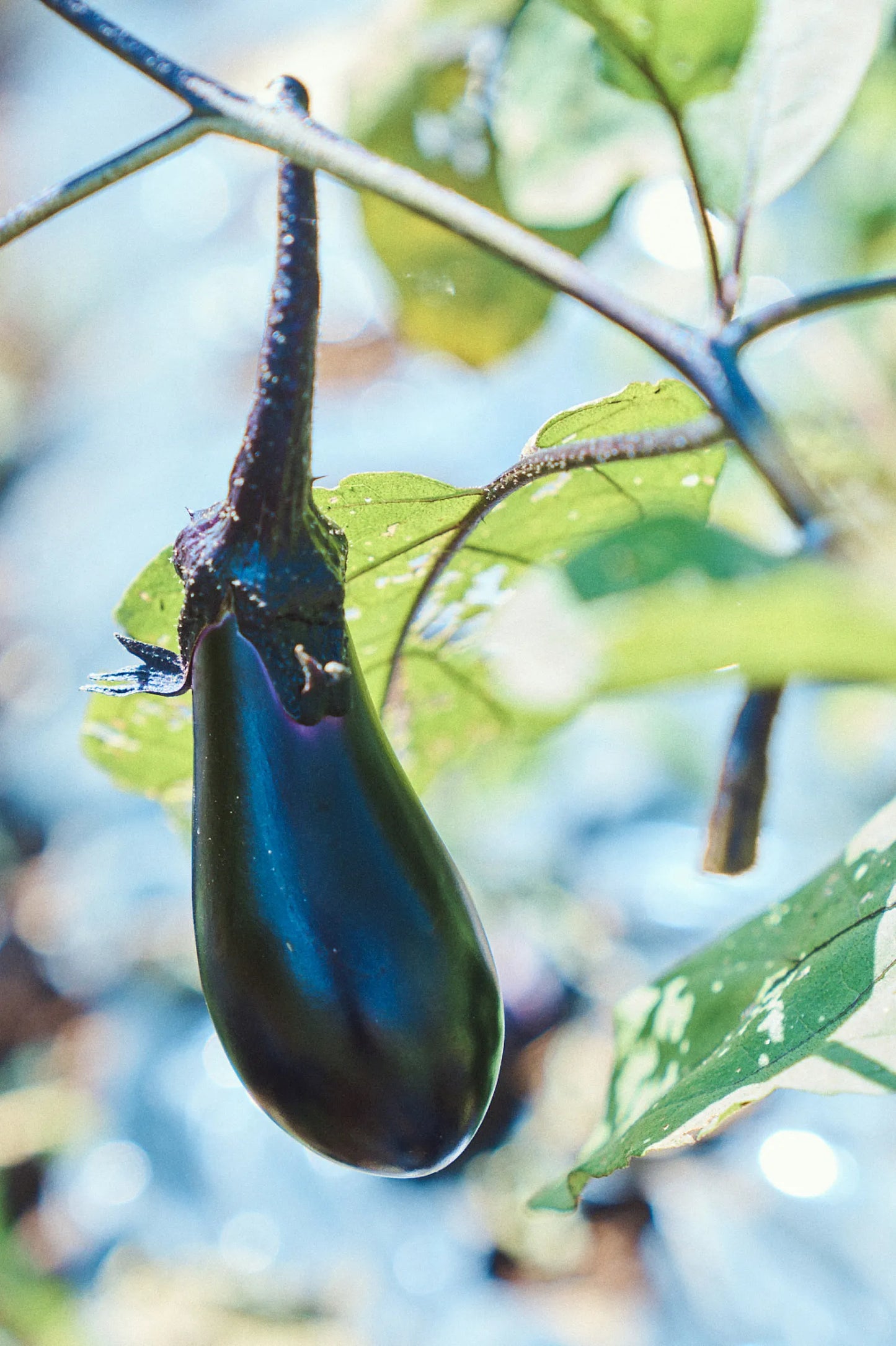 Nasu ‘Moneymaker’ Seeds - Small Japanese Aubergine