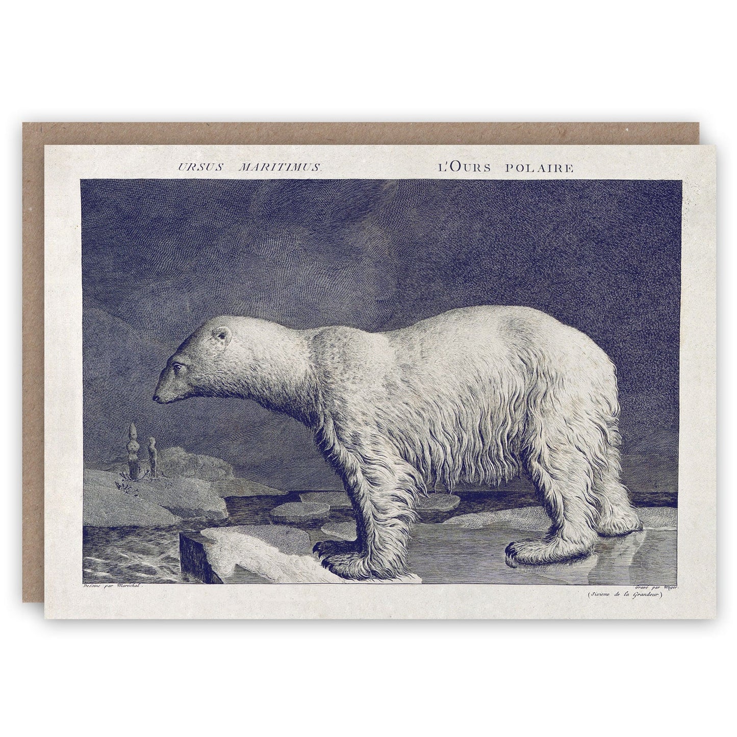 Polar Bear Card