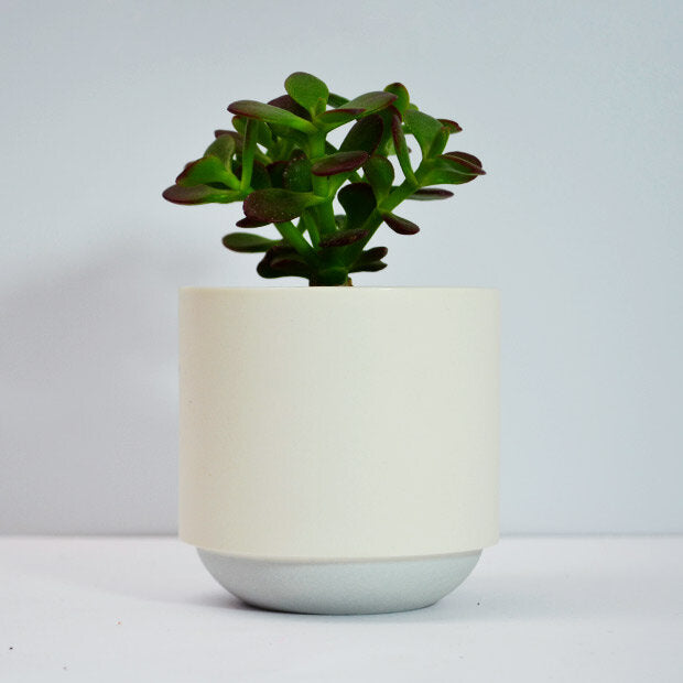 Large Planter: Grey Base & White Body - Alice Duck